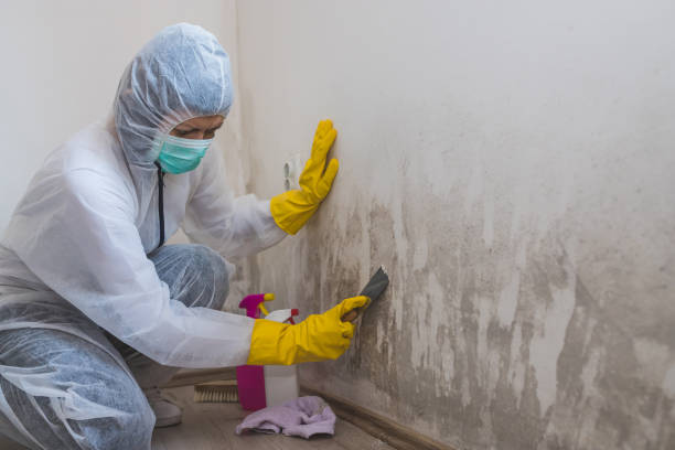 Best Residential Mold Remediation in Spring Grove, IL