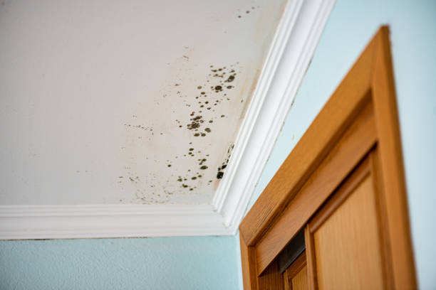 Best Post-Flood Mold Remediation in Spring Grove, IL