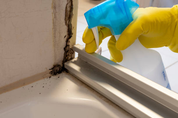 Best Residential Mold Remediation in Spring Grove, IL