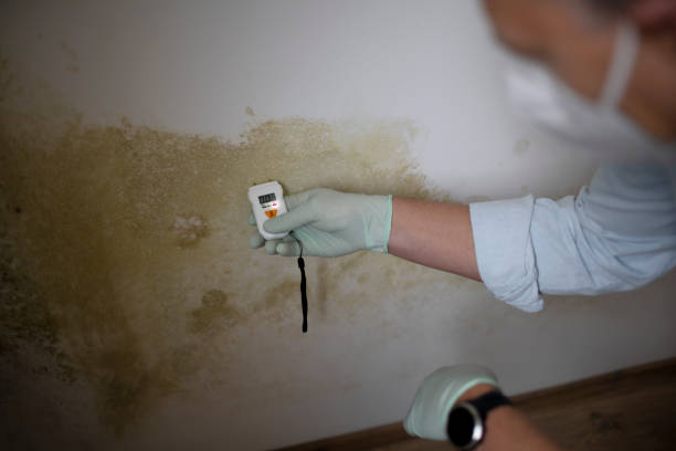 Best Mold Testing and Inspection Services in Spring Grove, IL