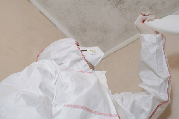 Best White Mold Remediation in Spring Grove, IL