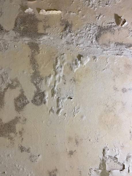 Best Black Mold Remediation in Spring Grove, IL