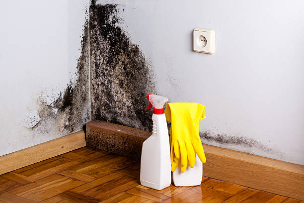 Best Localized Mold Remediation (e.g., coastal areas, humid climates) in Spring Grove, IL