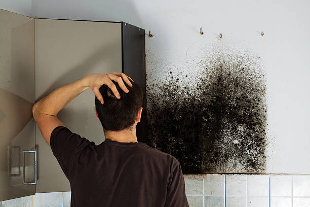 Best Industrial Mold Remediation in Spring Grove, IL
