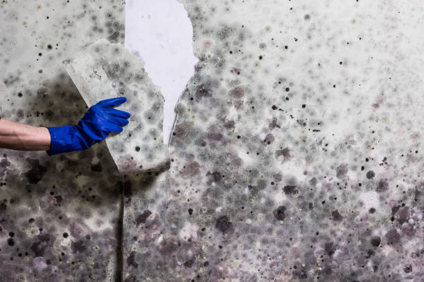 Trusted Spring Grove, IL Mold Remediation Experts