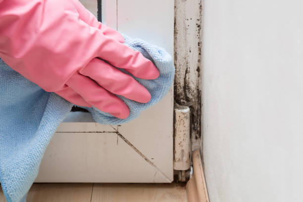 Best Industrial Mold Remediation in Spring Grove, IL