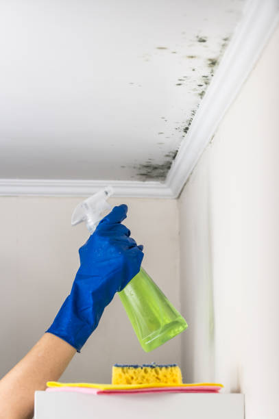 Best Bathroom Mold Remediation in Spring Grove, IL