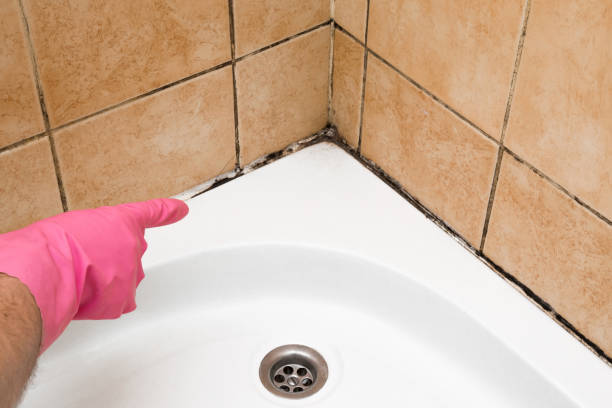 Best Basement Mold Remediation in Spring Grove, IL