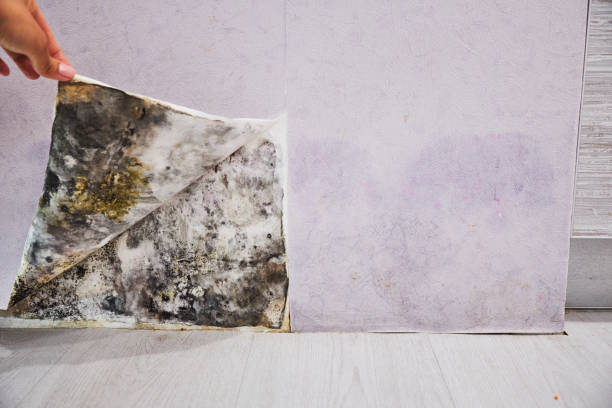 Best Health and Safety Mold Remediation in Spring Grove, IL